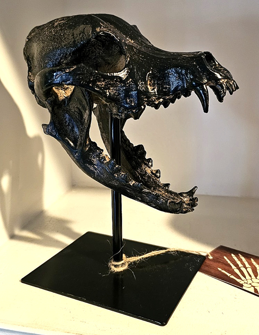 Halloween Werewolf Skull / Dire Wolf Replica Skull NWT